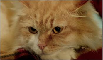 RENcat